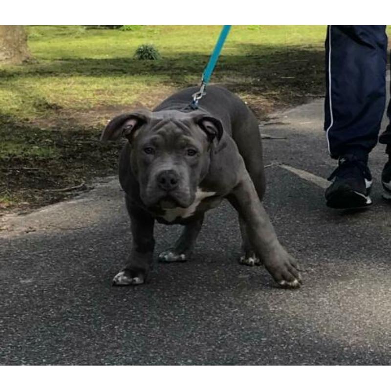XL Bully Pups met stamboom