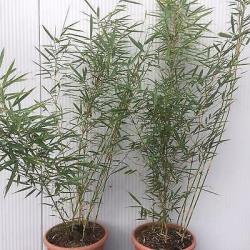 Bamboe Fargesia robusta Campbell, 10,- pst., woekert niet