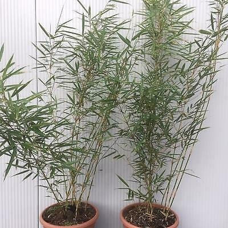 Bamboe Fargesia robusta Campbell, 10,- pst., woekert niet
