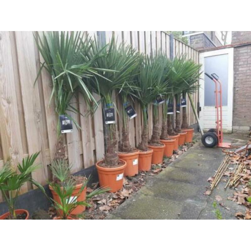 Trachycarpus Fortunei palmboom 140-150cm hoogte palmbomen