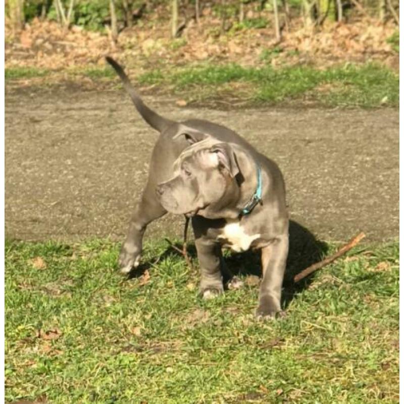 XL Bully Pups met stamboom