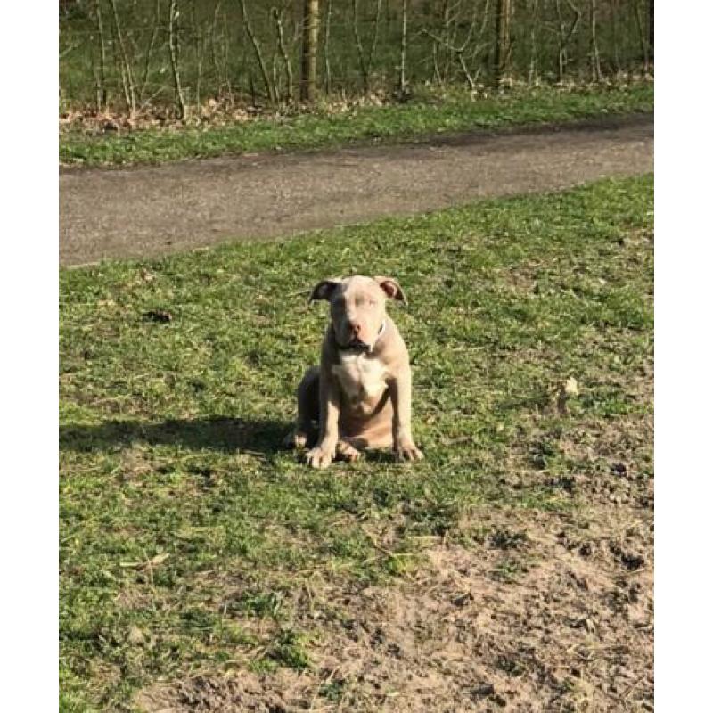 XL Bully Pups met stamboom