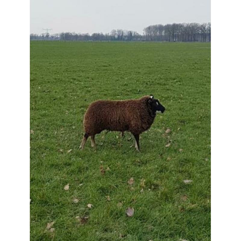 Dassenkop en Blauwe Texelaar ooilammeren