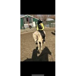 Palomino x welsh pony ruin