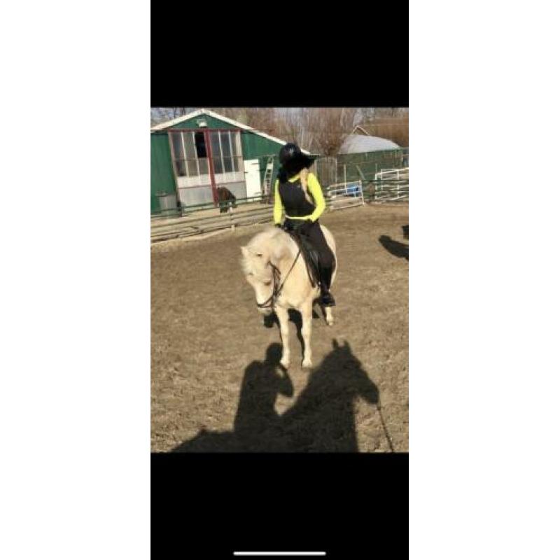 Palomino x welsh pony ruin