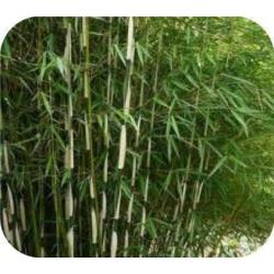 Bamboe Fargesia robusta Campbell, 10,- pst., woekert niet