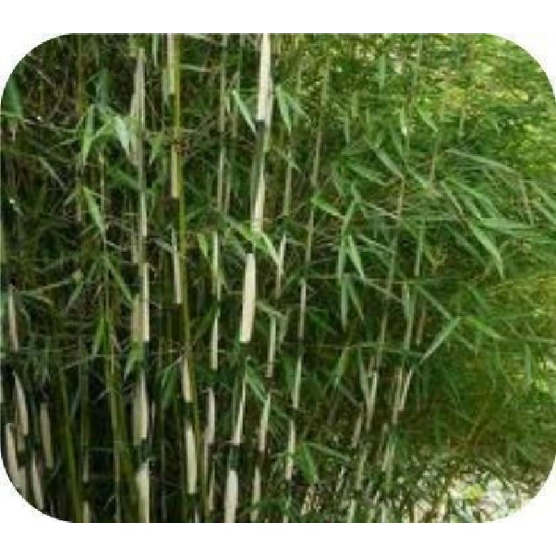 Bamboe Fargesia robusta Campbell, 10,- pst., woekert niet