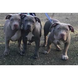 XL Bully Pups met stamboom