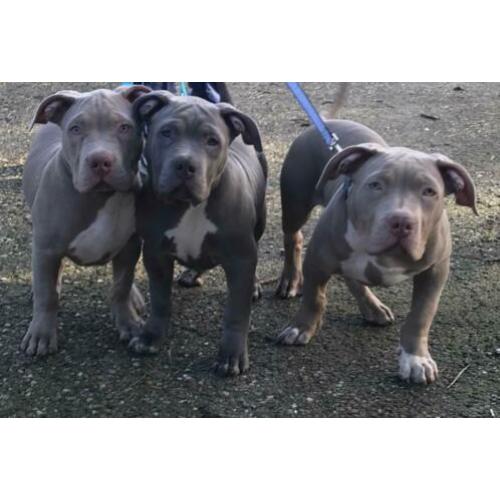 XL Bully Pups met stamboom