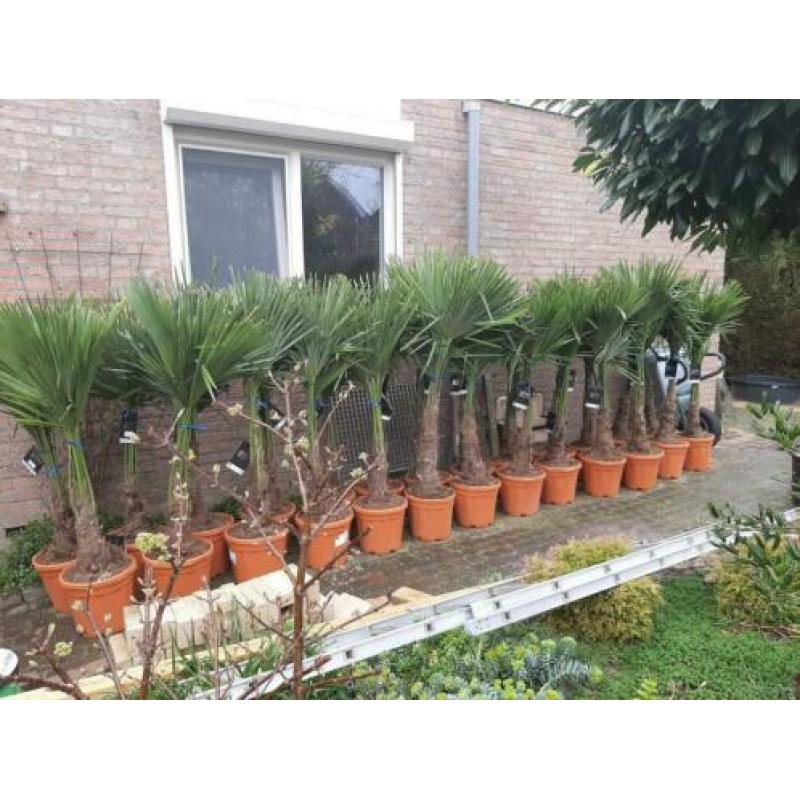 Trachycarpus Fortunei palmboom 140-150cm hoogte palmbomen