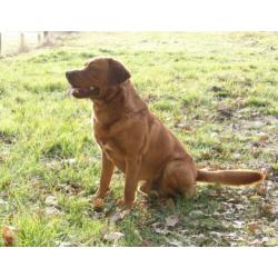 vosrode labrador dekreu
