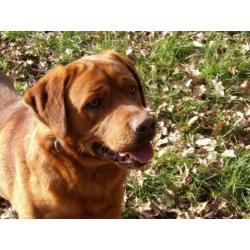 vosrode labrador dekreu