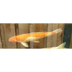 Koi karpers,kweker Hirasawa.