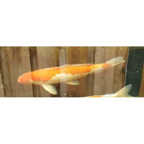 Koi karpers,kweker Hirasawa.