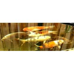 Koi karpers,kweker Hirasawa.
