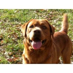 vosrode labrador dekreu