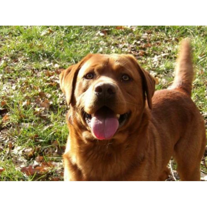 vosrode labrador dekreu