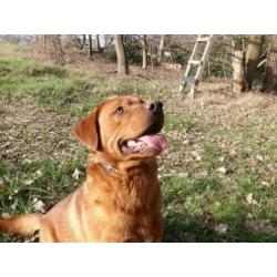 vosrode labrador dekreu