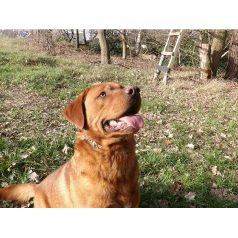 vosrode labrador dekreu