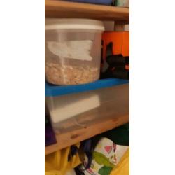 Binnen volaire met grasparkieten