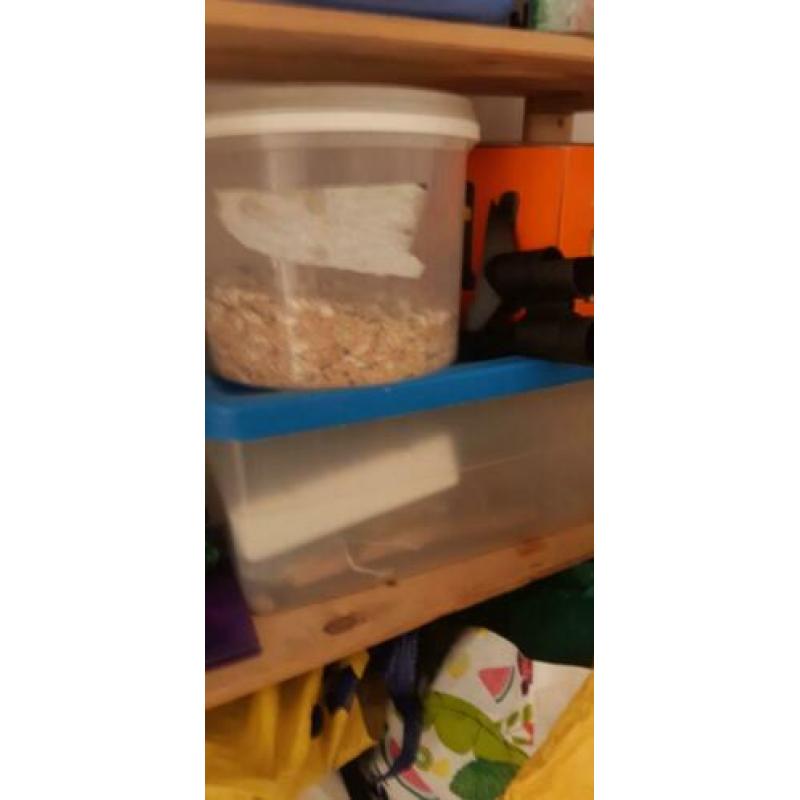 Binnen volaire met grasparkieten