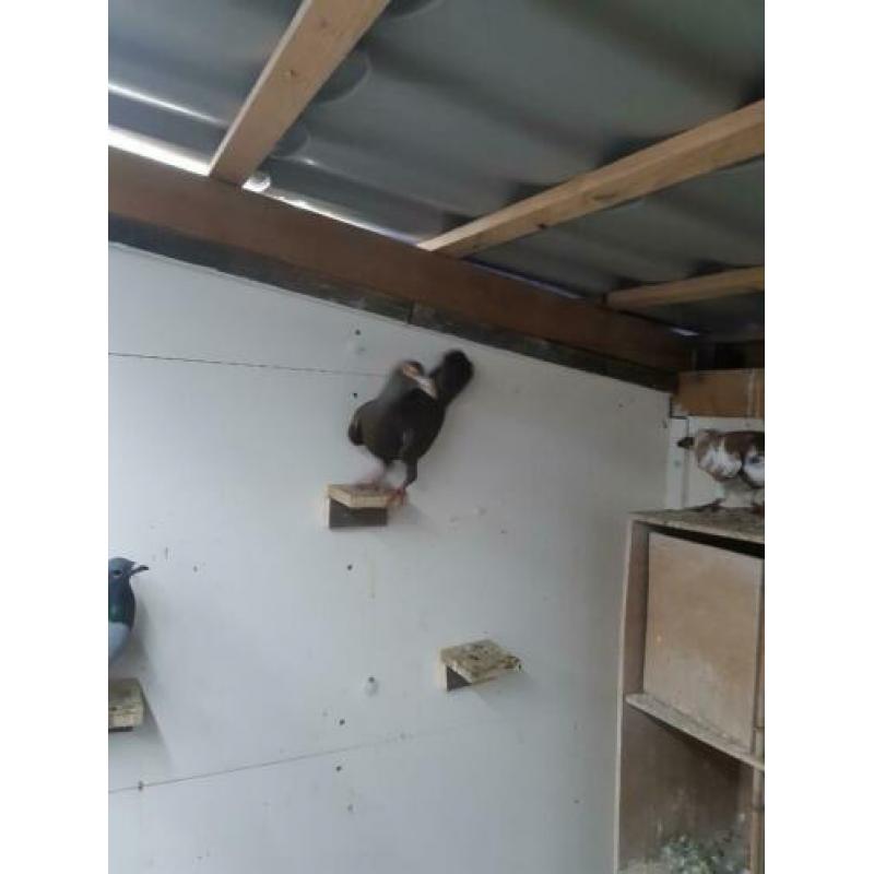Te koop carrier duiven