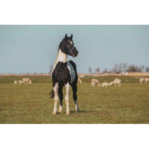 3 jarige mooie bonte ruin