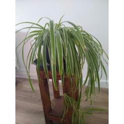 3 luchtzuiverende graslelie planten te koop
