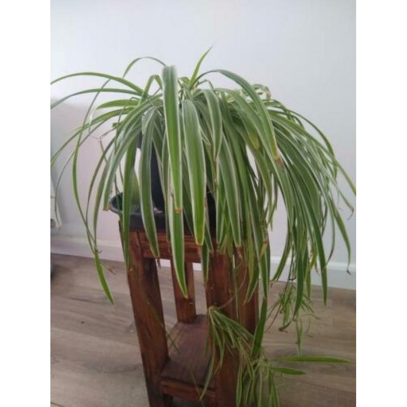 3 luchtzuiverende graslelie planten te koop