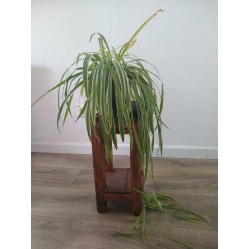 3 luchtzuiverende graslelie planten te koop