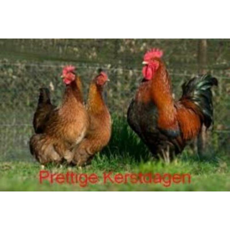 Krielkippen:Veel verschillende rassen en Kleurslagen! Kriel.