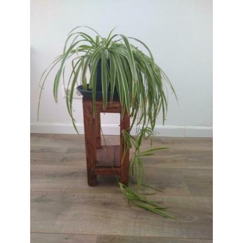 3 luchtzuiverende graslelie planten te koop