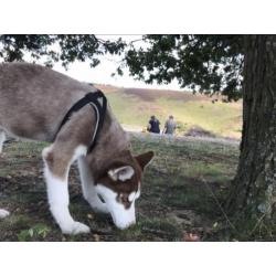Husky