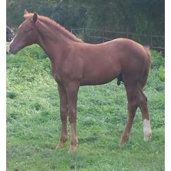 Hengst Desperado x Jazz en merrieveulen Just Wimphof x Charm