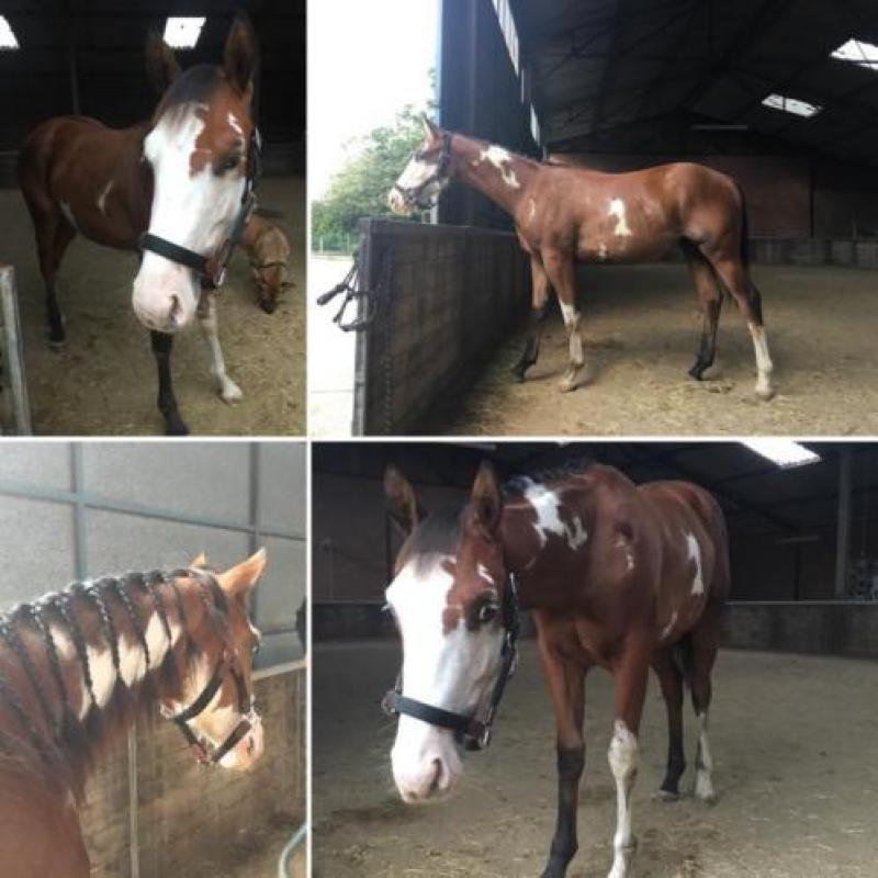 Paint jaarling hengst