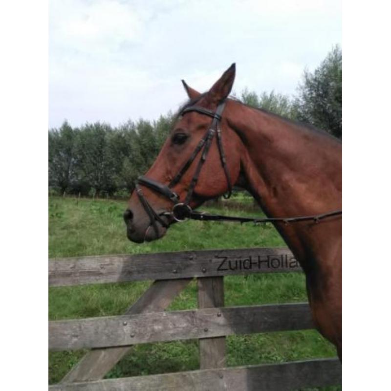 Super betrouwbaar recreatiepaard KWPN Ruin incl. spullen