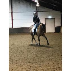 Dressuur/allround paard te koop