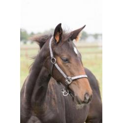 Mooi donker KWPN-hengstveulen (Just Wimphof*Negro*Rohdiamant