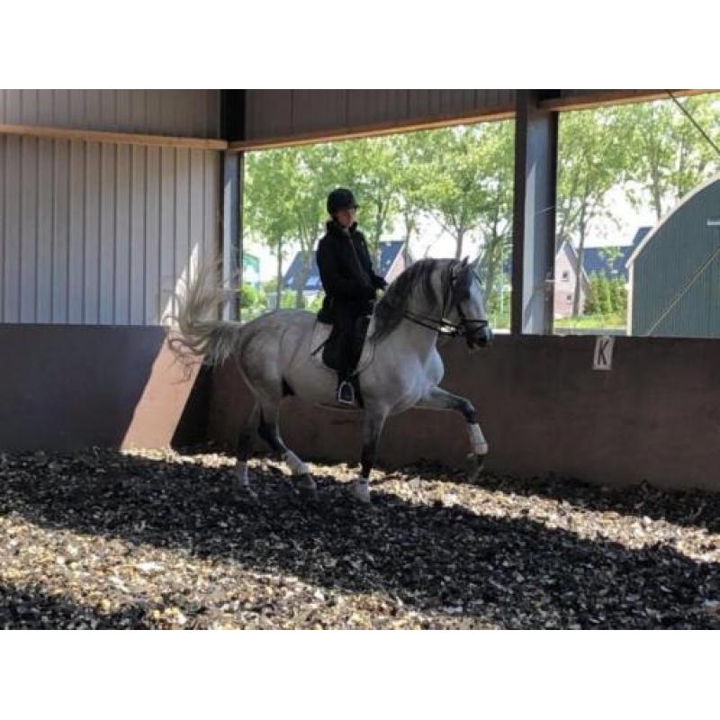 Bomproof en mega knap! P.R.E Andalusier hengst