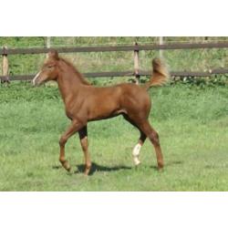 Hengst Desperado x Jazz en merrieveulen Just Wimphof x Charm