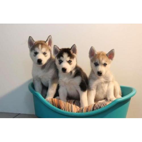 siberische husky pups