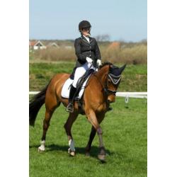 Dressuur/allround paard te koop