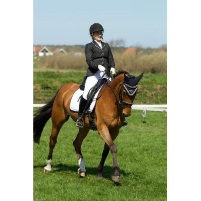 Dressuur/allround paard te koop