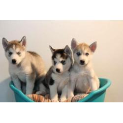 siberische husky pups