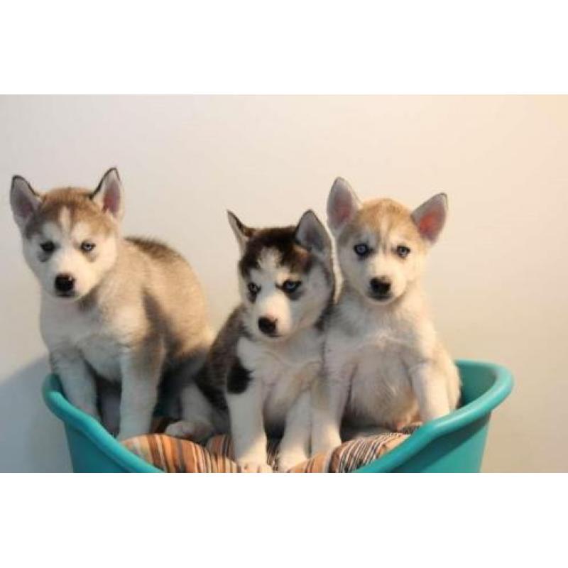 siberische husky pups