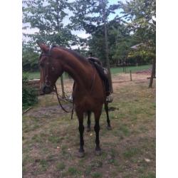 Lusitano portugal portugees barock paard lusitano