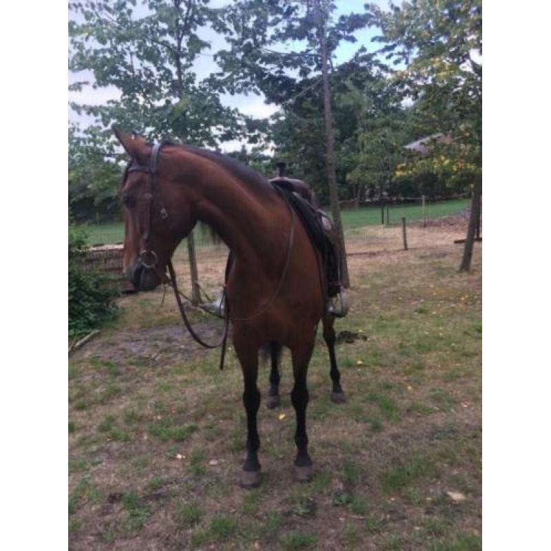 Lusitano portugal portugees barock paard lusitano