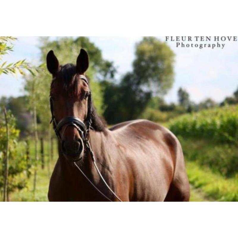 Fijne 8-jarige merrie, Arlando x Bachelor, dressuur springen