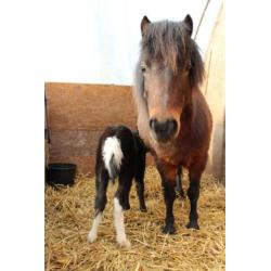 Prachtige Falabella paardjes 100% raszuiver