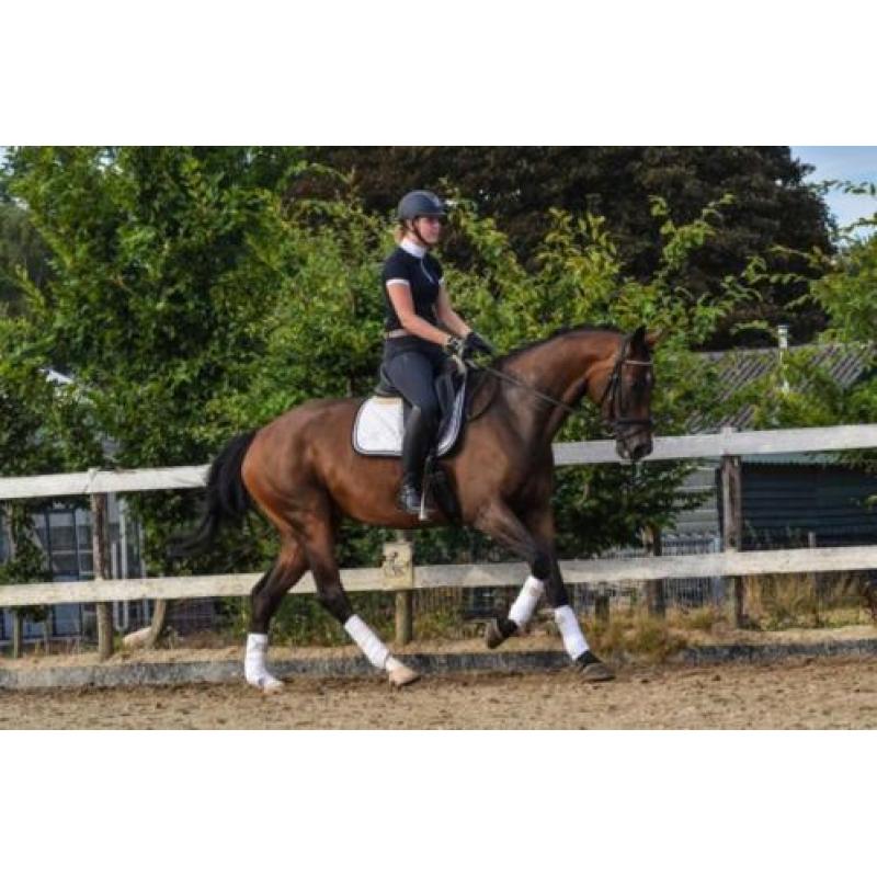 Fijne 8-jarige merrie, Arlando x Bachelor, dressuur springen